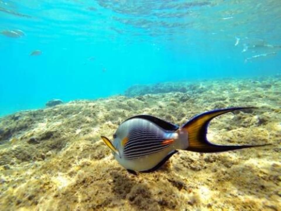 Kleines Riff zur Palace Seite  Beach Albatros Resort