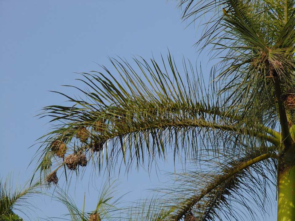 Gartenanlage Sofitel Malabo Sipopo Le Golf