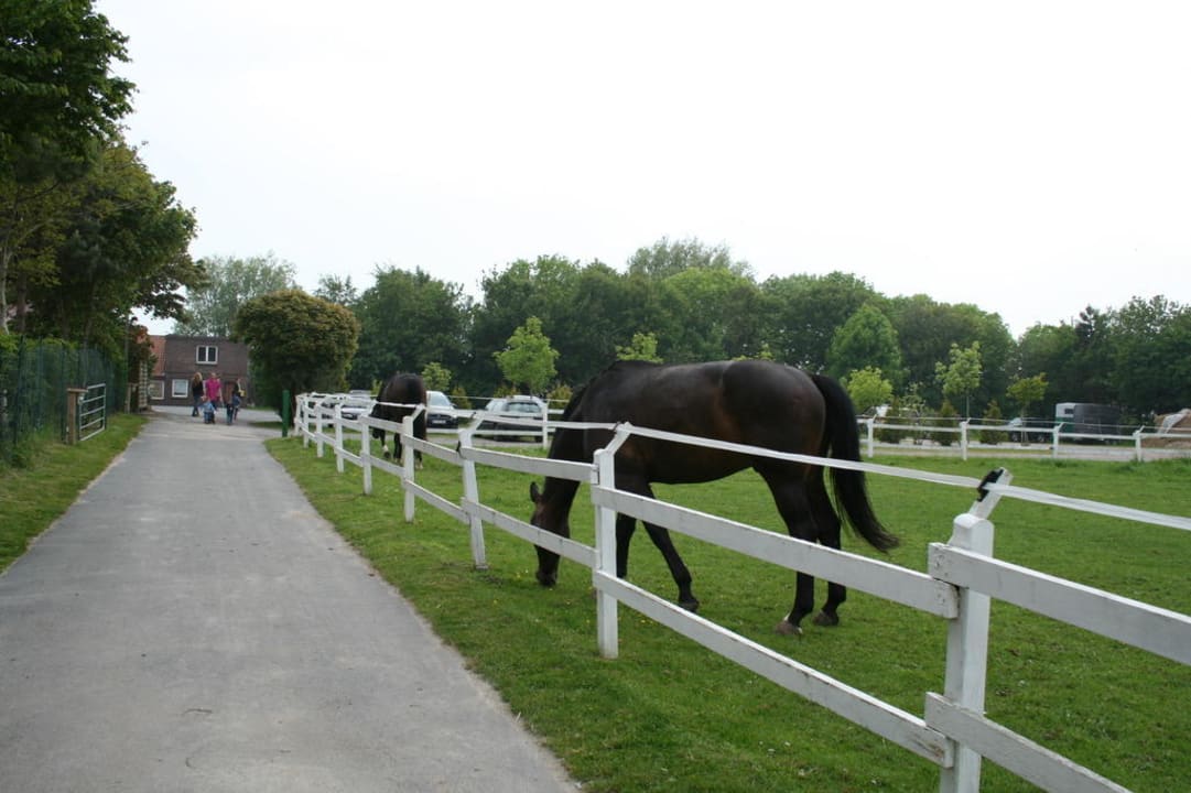 Aussenanlage Ferienhof Frieslandstern
