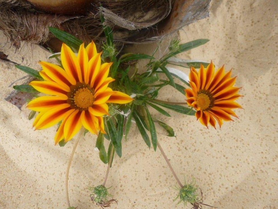 Blumen am Strand Hotel Paradis Palace
