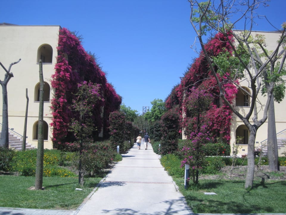 Ein Blumenmeer TUI MAGIC LIFE Calabria