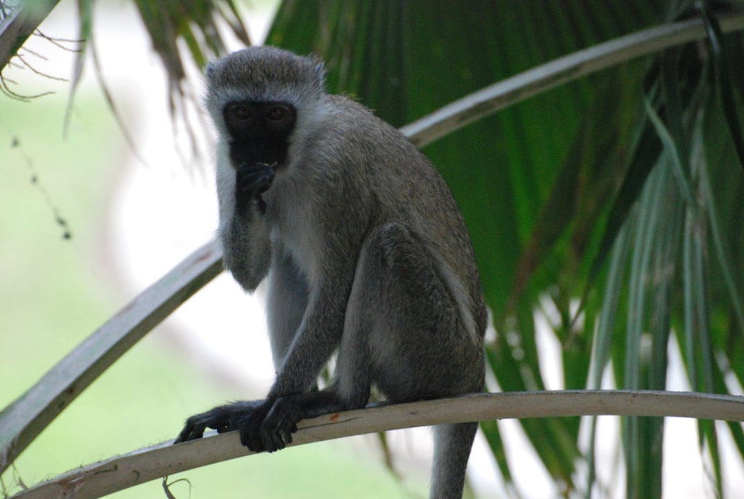 Unsere Nachbarn Diani Sea Resort