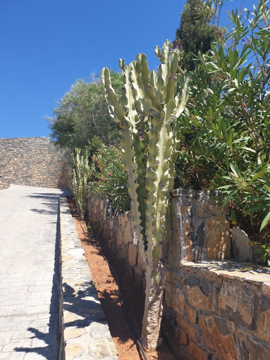 Gartenanlage Atlantica Mikri Poli Crete