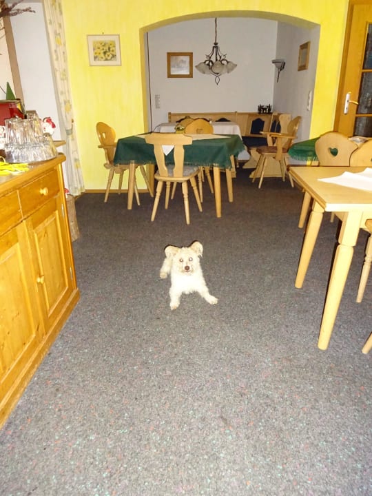 Frühstücks-u. Aufenthaltsraum Landhaus Falkenstein