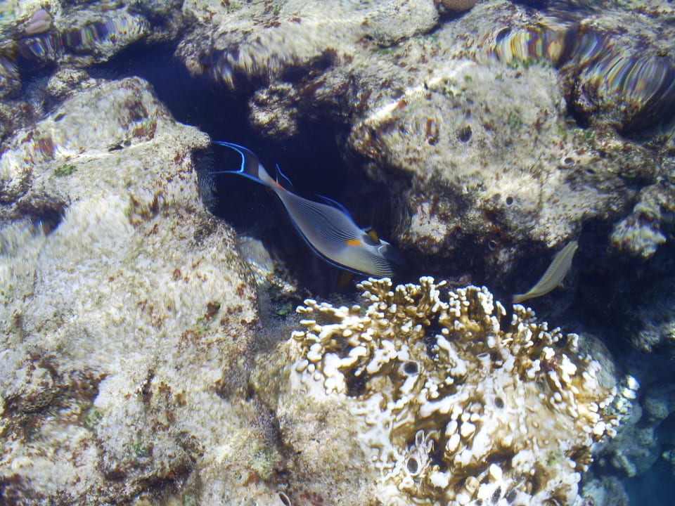 So eine Farbenpracht Sharm Plaza