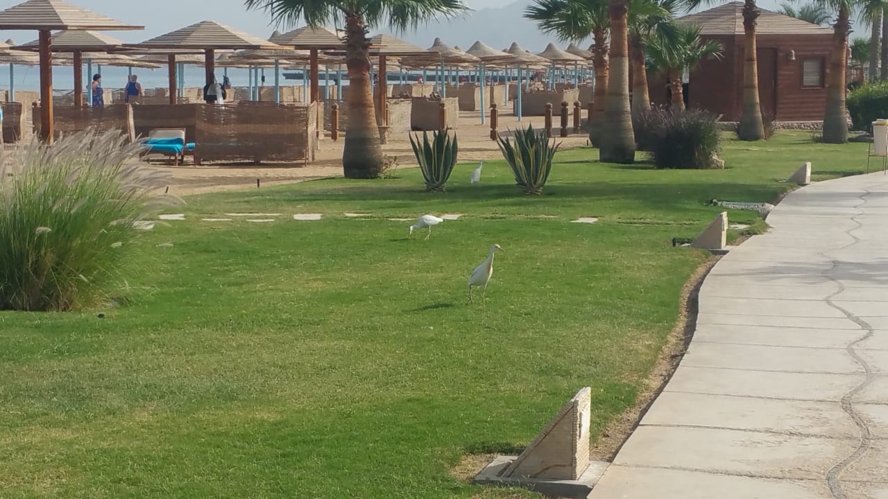 Gartenanlage Shams Prestige Abu Soma-Adults Only