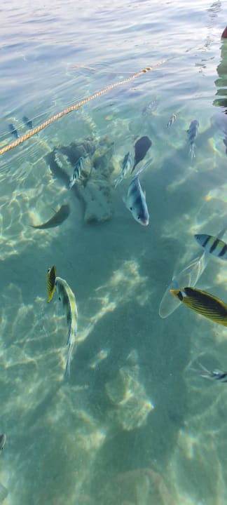 Strand Makadi Spa - Adults only