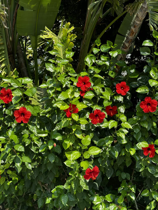 Gartenanlage Hotel Delphin Imperial