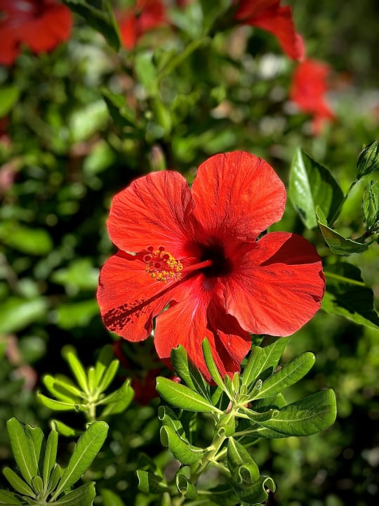 Gartenanlage Lyttos Beach Hotel