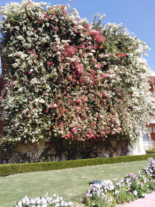 Gartenanlage Desert Rose