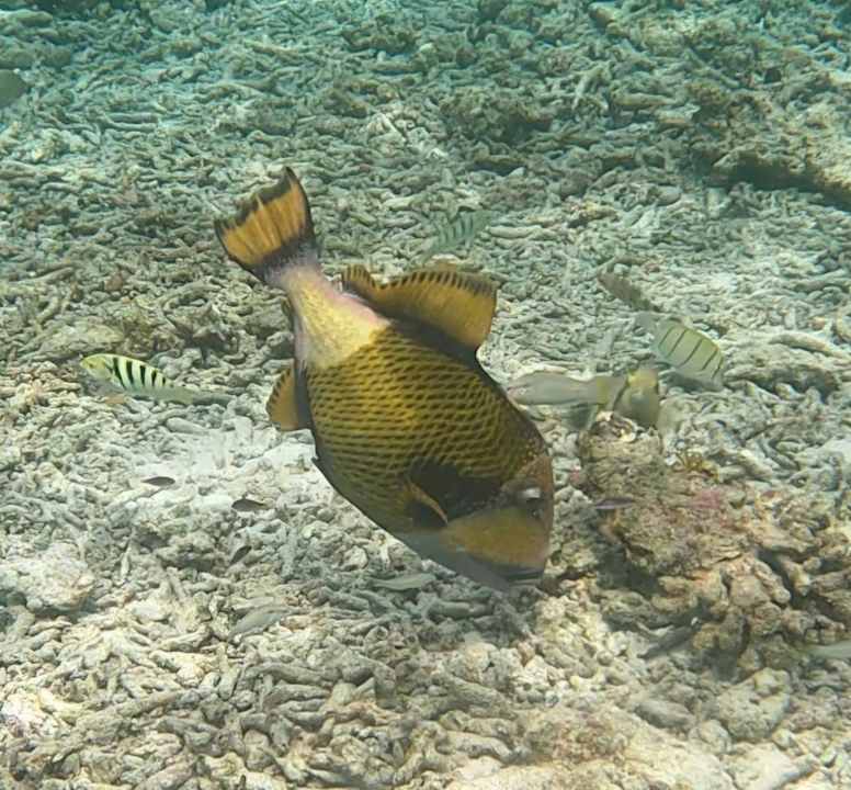 Sonstiges Thulhagiri Island Resort