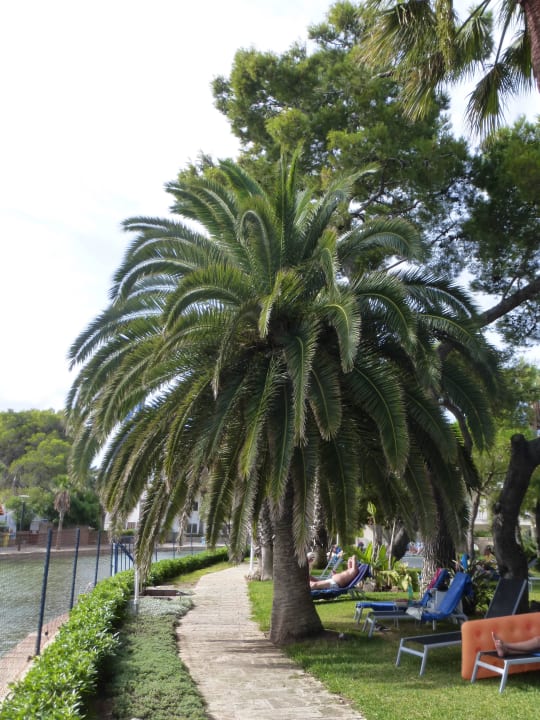 Garten allsun App.-Hotel Orquidea Playa