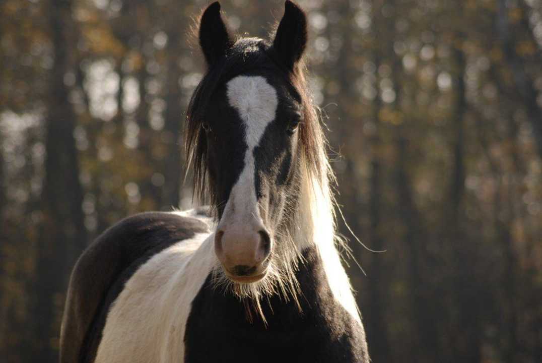 Konie Tematyczny Ośrodek Sportowo-Rekreacyjny Dwór Zawiszy