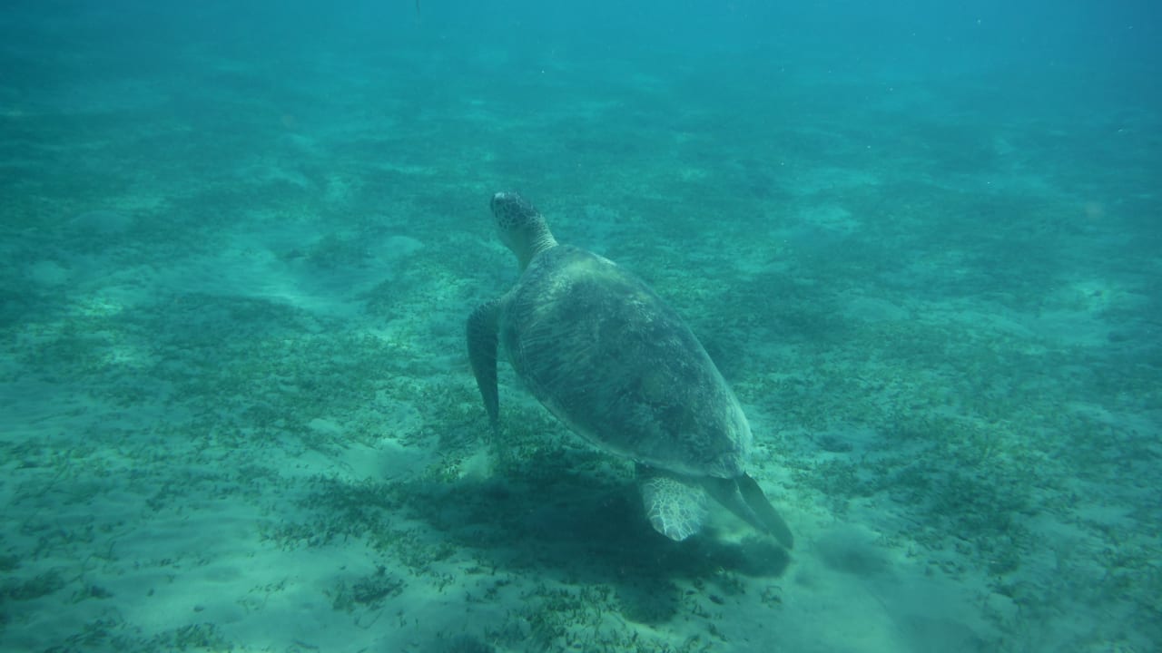 Sport & Freizeit Shams Alam Beach Resort