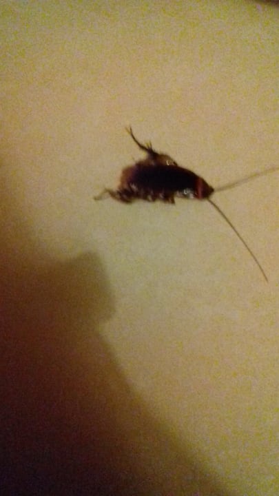 Zimmer allsun App.-Hotel Albatros