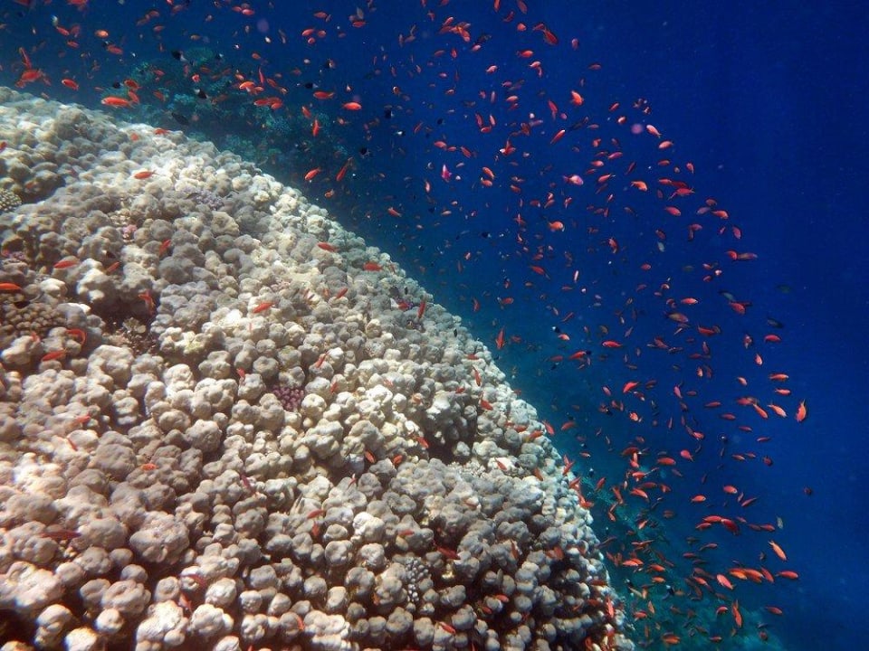 Schnorcheln am Hausriff Malikia Resort Abu Dabbab