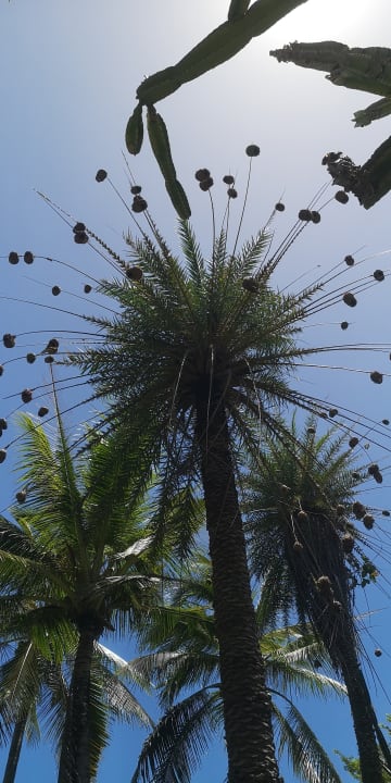 Gartenanlage Lagoon Attitude - Adults only