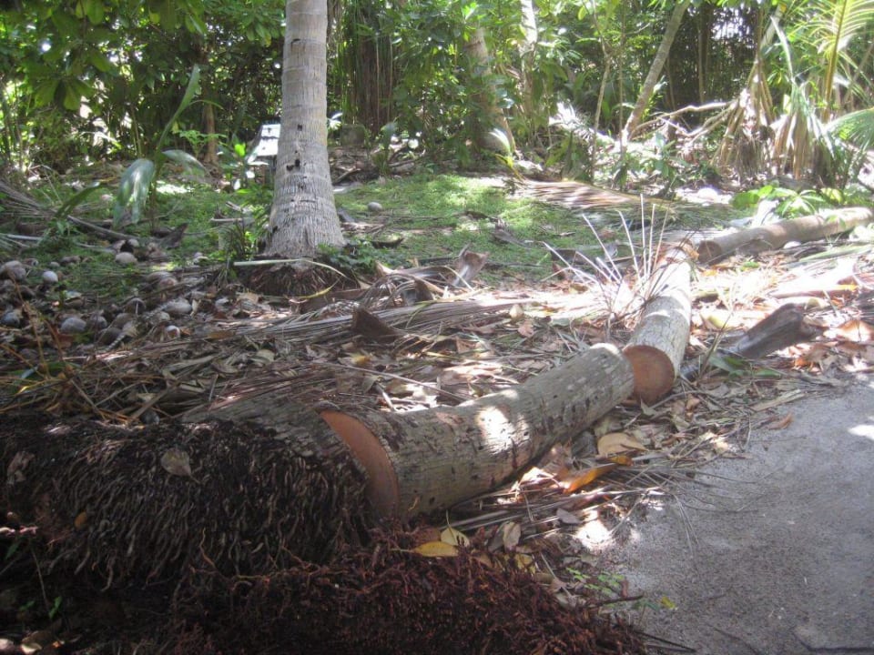 Palmen Reste 2 Vilamendhoo Island Resort & Spa