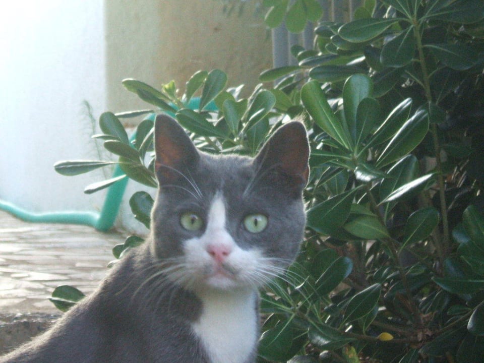 "Hauskatze" Sentido Kyknos Beach Adults Only 16+