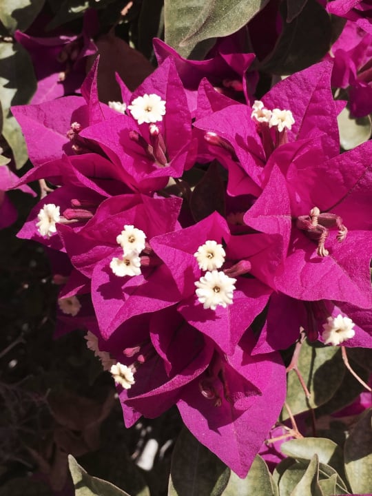 Blüten SBH Fuerteventura Playa