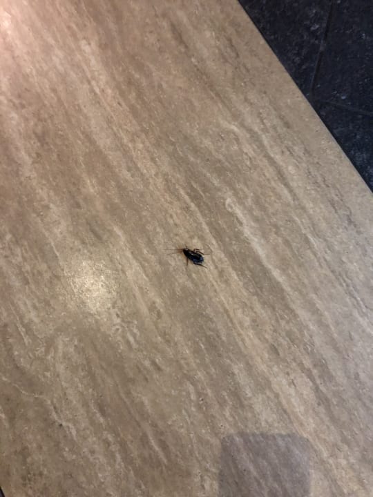 Gastro Dizalya Palm Garden