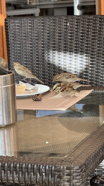 Gastro Makadi Spa - Adults only