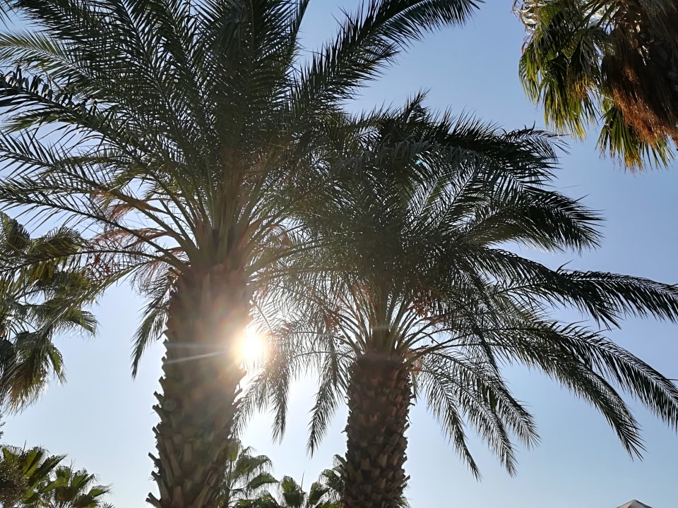 Gartenanlage Seher Kumköy Star Resort & Spa