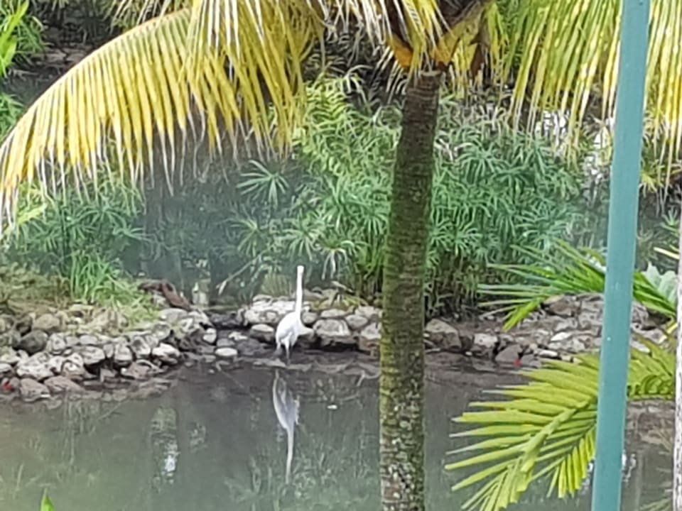 Gartenanlage Couples Negril - Adults only