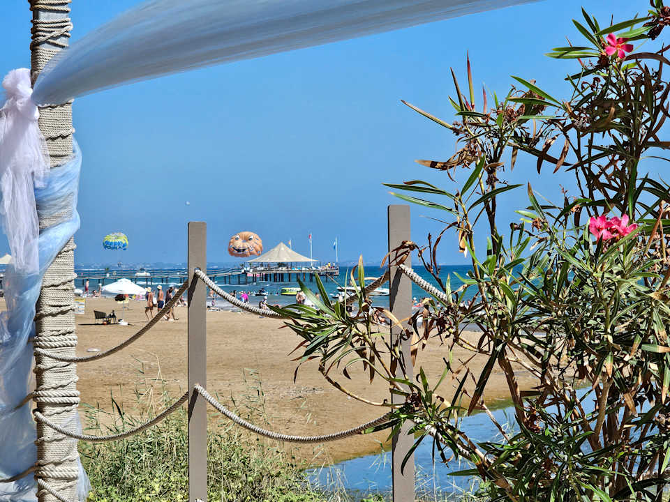 Strand Seashell Vega