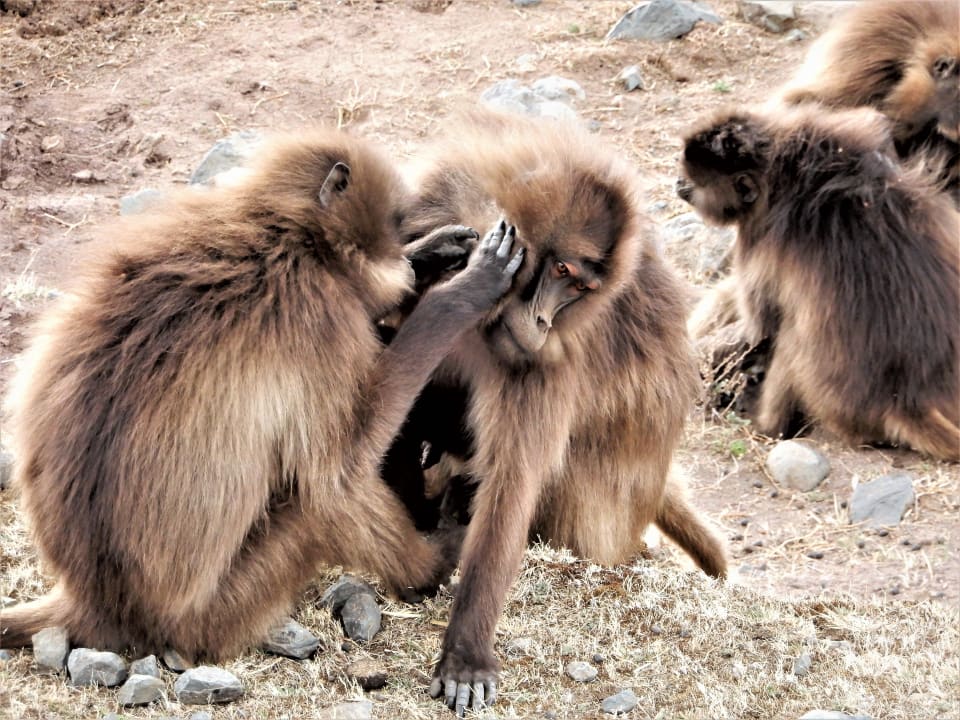 Gartenanlage Simien Lodge