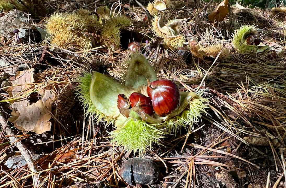 Außenansicht KNAUS Campingpark Bad Dürkheim