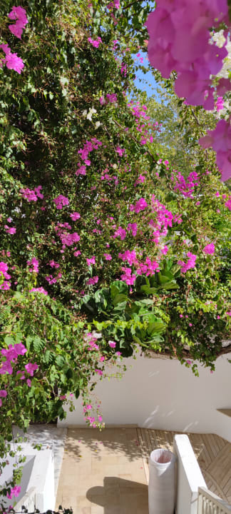 Gartenanlage The Orangers Beach Resort and Bungalows