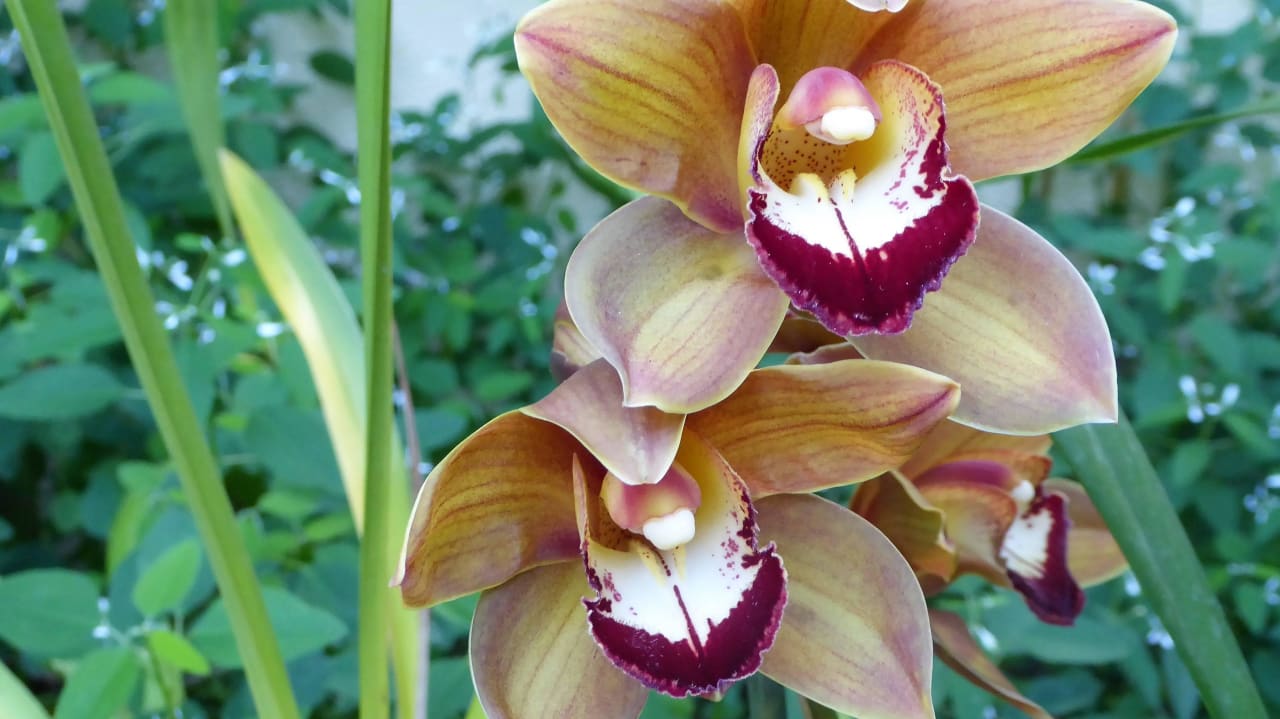 Orchideengarten Suite Hotel Eden Mar - PortoBay