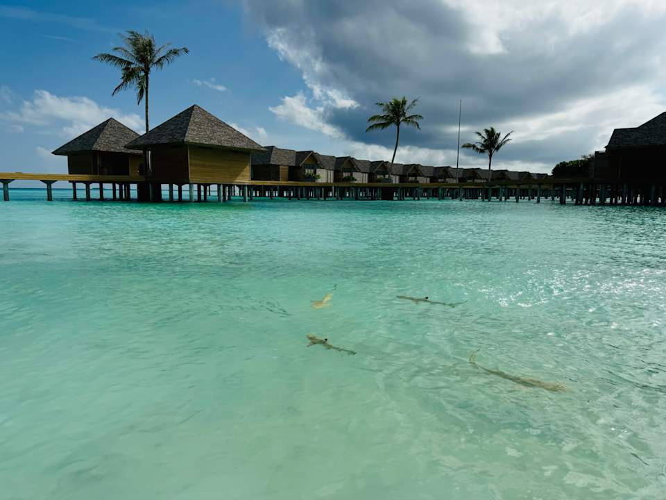 Strand ananea Madivaru Maldives