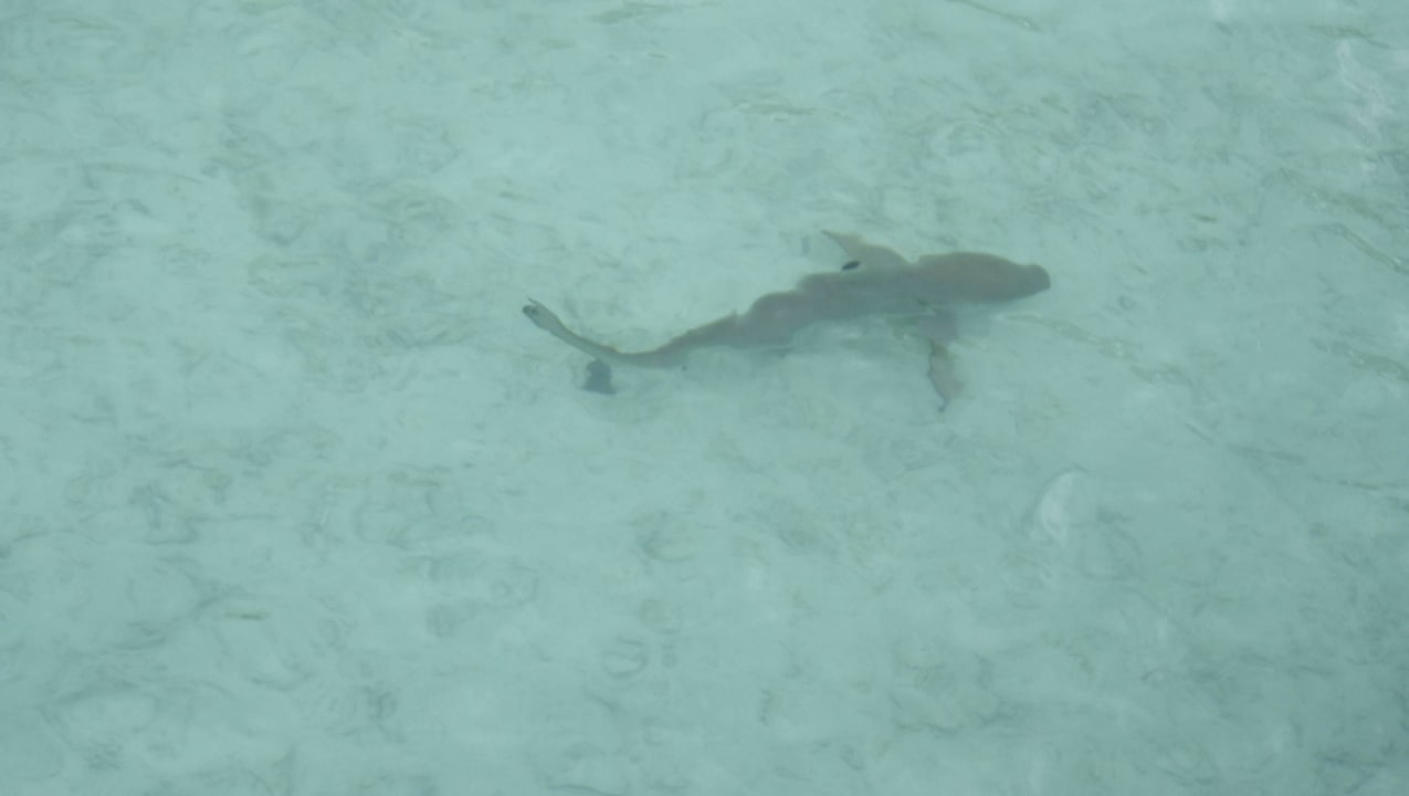 Von der Terrrasse aus gesehen: Hai Kuramathi Maldives