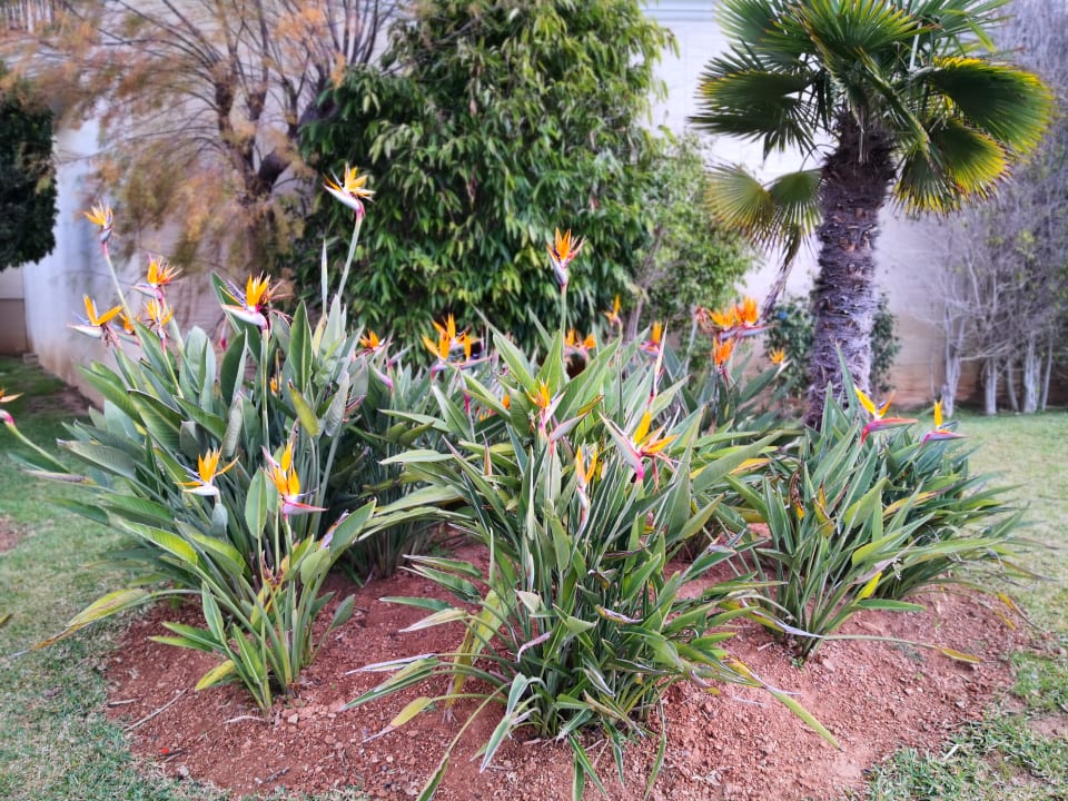 Gartenanlage Grupotel Playa de Palma Suites & Spa