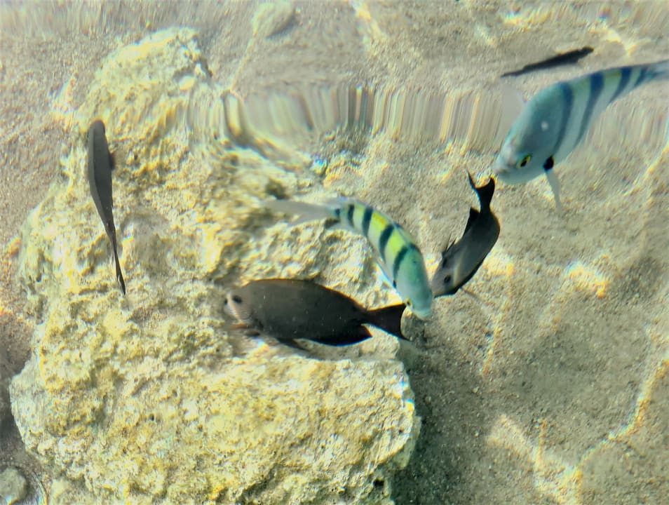 Strand Pickalbatros Citadel Resort