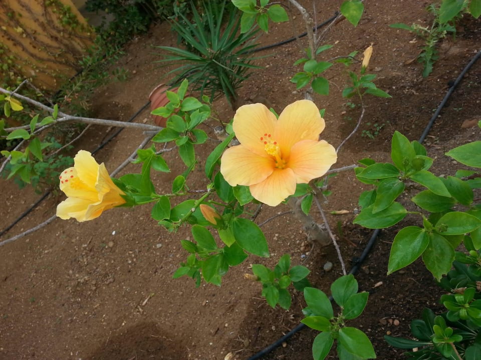 Blume. Vantaris Luxury Beach Resort