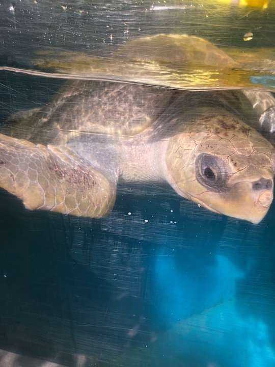 Sonstiges Coco Palm Dhuni Kolhu