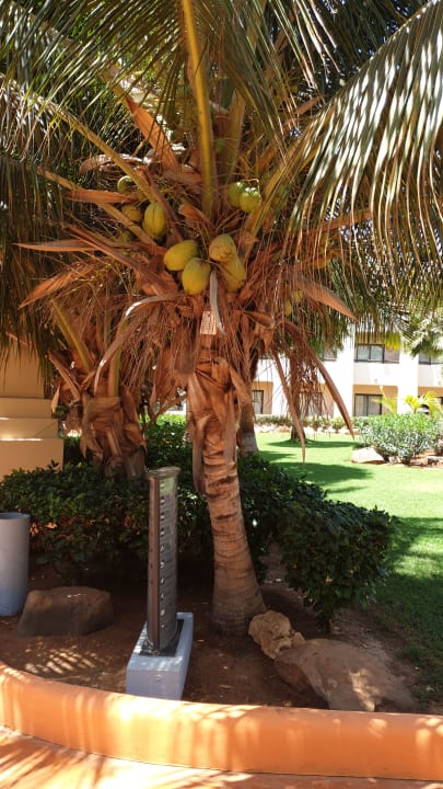 Garten Hotel Riu Touareg