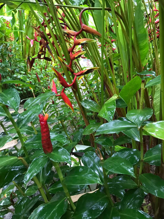 Gartenanlage Bangsak Village