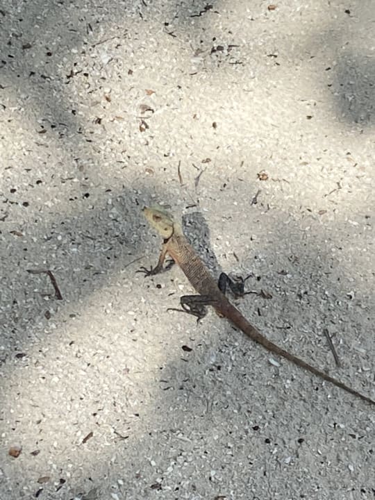 Strand Vilamendhoo Island Resort & Spa