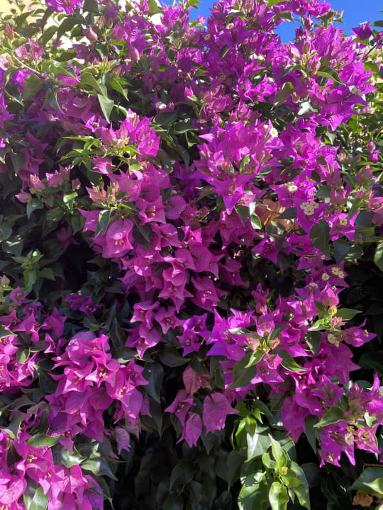 Gartenanlage Hotel Kouros Palace