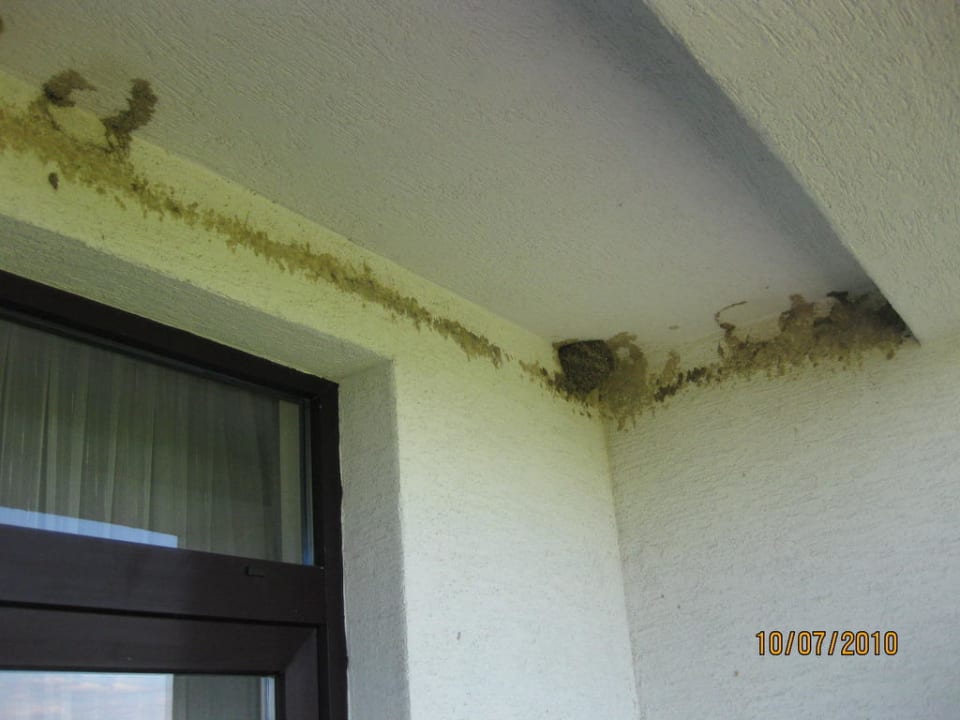 Schwalben vs. Anstrich am Balkon Hotel Hubert Vital Resort