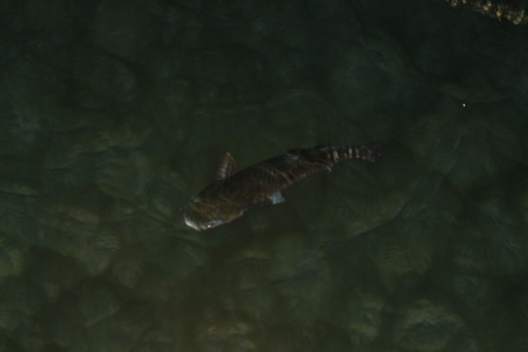 Fische im Kanal Pickalbatros Dana Beach Resort - Hurghada