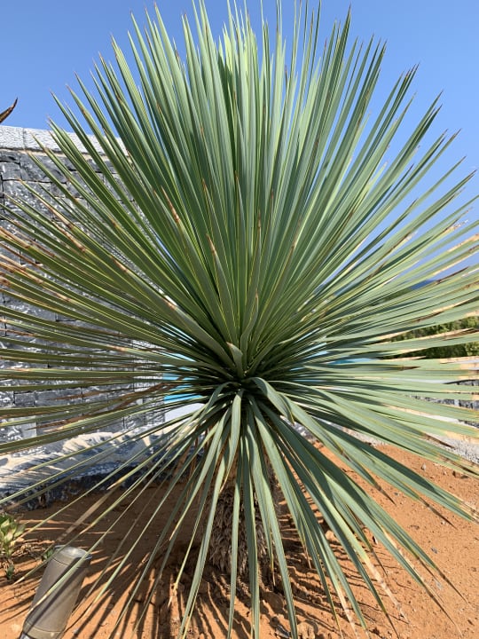 Gartenanlage Nana Princess