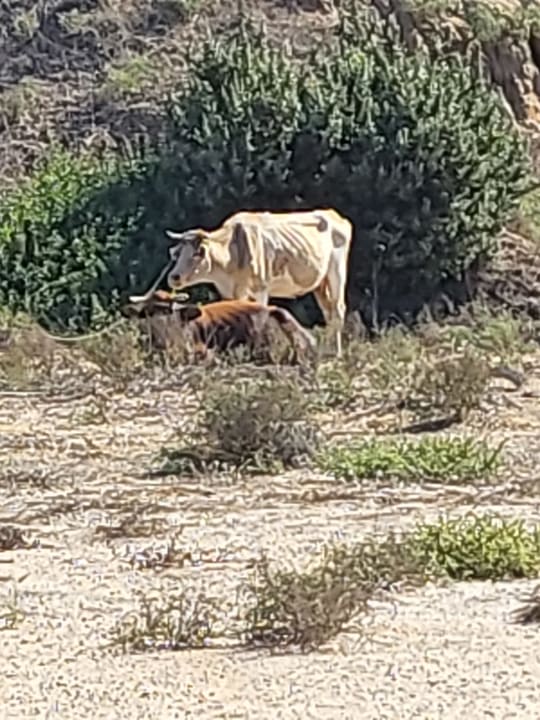 Strand Hotel Horizon Beach Resort