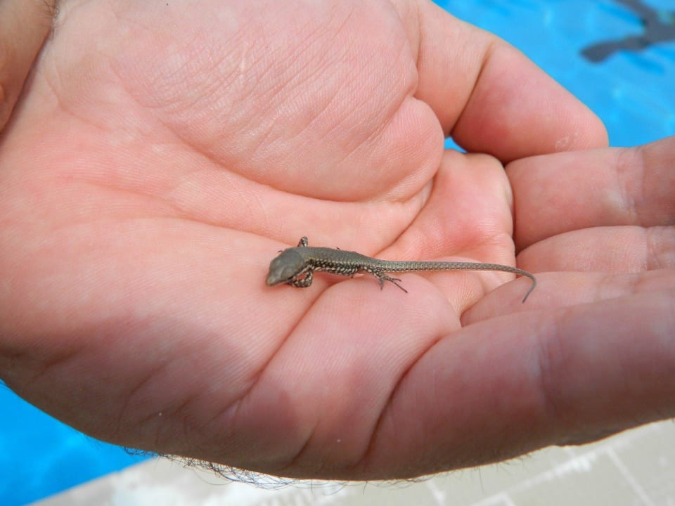 Les lezards de la piscine ... Hotel Royal & Hotel Palme & Suite
