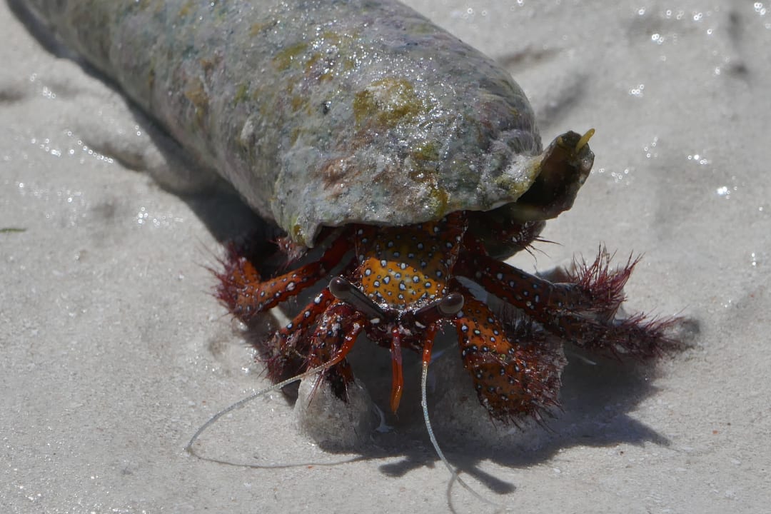 Strand Neptune Paradise Beach Resort & Spa