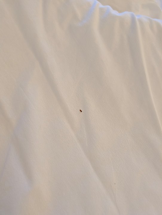 Zimmer Shalimar Hammamet